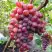 Виноград КРАСОТКА в Борисове
