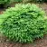 Ель НИДИФОРМИС обыкновенная в Борисове