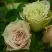 Роза ГРИН ДАЙМОНД миниатюрная в Борисове