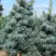 Пихта КОНКОЛОР в Борисове