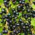 Смородина чёрная ИЗЮМНАЯ в Борисове