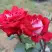 Роза АЛЬЯНС чайно-гибридная в Борисове