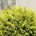 Туя ГОЛДЕН ГЛОБ западная в Борисове