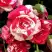 Роза ФАЙЕР ВОРКС миниатюрная в Борисове