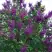 Сирень СУМЕРКИ в Борисове