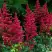 Астильба БУРГУНДИ РЕД Арендса в Борисове