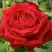 Роза СОФИ ЛОРЕН чайно-гибридная в Борисове