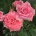 Роза ПЬЕР КАРДЕН чайно-гибридная в Борисове