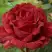 Роза РЕД ИНТУИШН чайно-гибридная в Борисове
