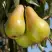 Груша КОНКОРД в Борисове