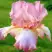 Ирис БЛАШИНГ ПИНК бородатый в Борисове
