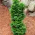 Туя СПИРАЛИС МИНИ западная в Борисове