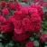 Роза РАДОСТЬ САДОВНИКА (ГАРТЕН ФРОЙДЕ) почвопокровная в Борисове