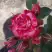 Роза ФАЙЕР ВОРКС миниатюрная в Борисове