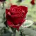 Роза ТАБУ чайно-гибридная в Борисове