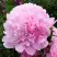 Пион ДИННЕР ПЛЕЙТ травянистый в Борисове