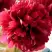 Пион БЕЛГРАВИЯ травянистый в Борисове