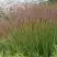 Просо ШЕНАНДО прутьевидное в Борисове