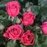 Роза ЛАВ ЛЕТТЕР флорибунда в Борисове