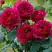 Роза КЕЙТ английская в Борисове