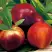 Нектарин СТАРК РЕД ГОЛД в Борисове