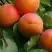 Абрикос ГРАФИНЯ в Борисове