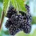 Ежевика БЛЭК САТИН бесшипная  в Борисове