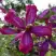 Клематис СВИТ САММЕР ЛАВ в Борисове