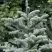 Пихта благородная в Борисове
