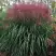 Мискантус МАЛЕПАРТУС китайский  в Борисове