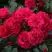 Роза РАДОСТЬ САДОВНИКА (ГАРТЕН ФРОЙДЕ) почвопокровная в Борисове