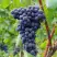 Виноград МУКУЗАНИ в Борисове