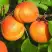Абрикос СПАДЧЫНА в Борисове