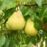 Груша ВЕЛИКАЯ ЛЕТНЯЯ (БОЛЬШАЯ ЛЕТНЯЯ) в Борисове