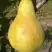 Груша КОНКОРД в Борисове