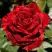Роза РЕД ИНТУИШН чайно-гибридная в Борисове