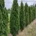 Туя ДЕГРУТ СПАЙР западная в Борисове