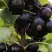 Смородина чёрная НЕСТЕР КОЗИН в Борисове