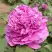 Пион ОРНАМЕНТ древовидный в Борисове