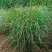 Просо РЕБРАУН прутьевидное в Борисове