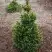 Ель ВИЛС ЦВЕРГ обыкновенная в Борисове