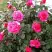 Роза МАЛИНОВЫЙ ЗВОН чайно-гибридная в Борисове