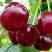 Вишня ГРИОТ БЕЛОРУССКИЙ в Борисове