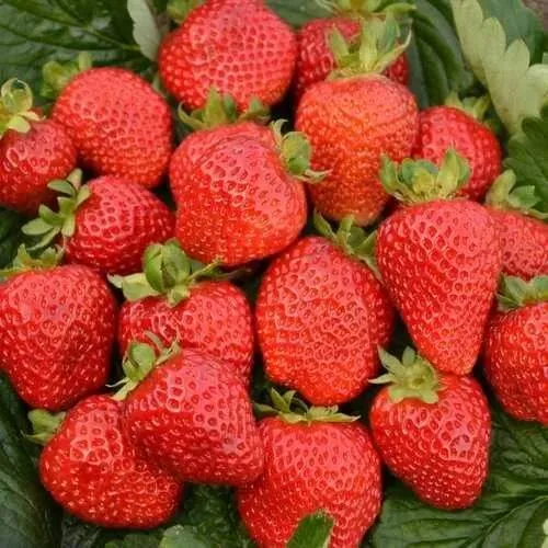 Клубника САН АНДРЕАС ремонтантная  Клубника САН АНДРЕАС ремонтантная в Борисове