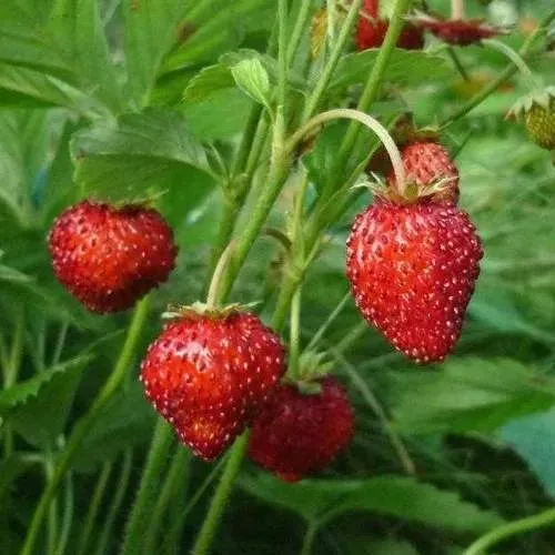 Земляника АЛЬПИЙСКАЯ  Земляника АЛЬПИЙСКАЯ в Борисове