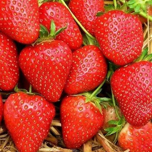 Клубника КВИКИ  Клубника КВИКИ в Борисове