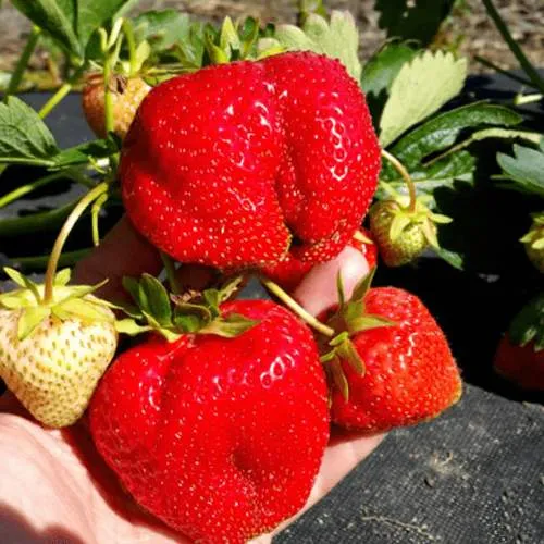 Клубника АПРИКА  Клубника АПРИКА в Борисове