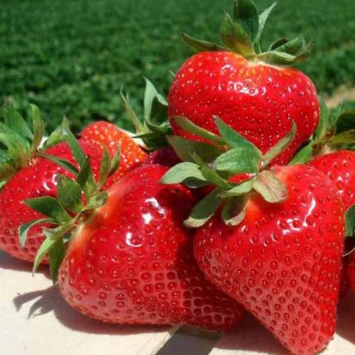 Клубника ДЖОЛИ  Клубника ДЖОЛИ в Борисове