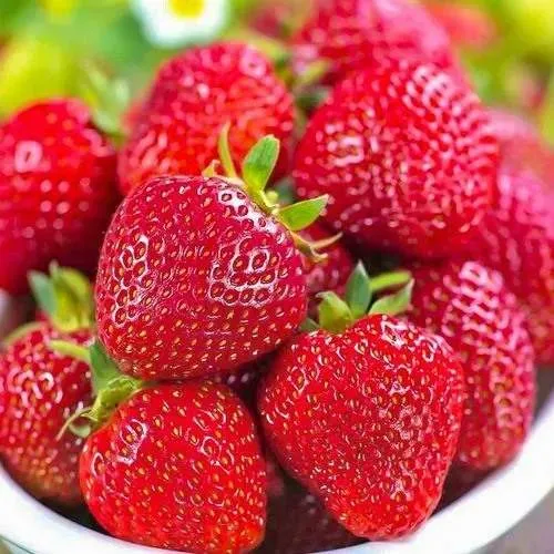 Клубника СИЛЬВИЯ  Клубника СИЛЬВИЯ в Борисове