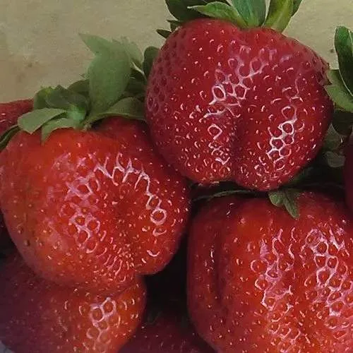 Клубника ДЕСТЕНИ  Клубника ДЕСТЕНИ в Борисове